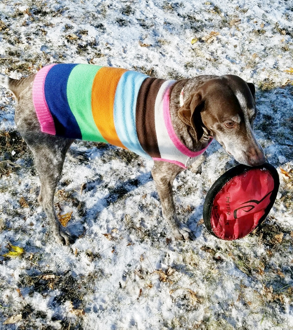 dog wearing a striped sweater in the snow