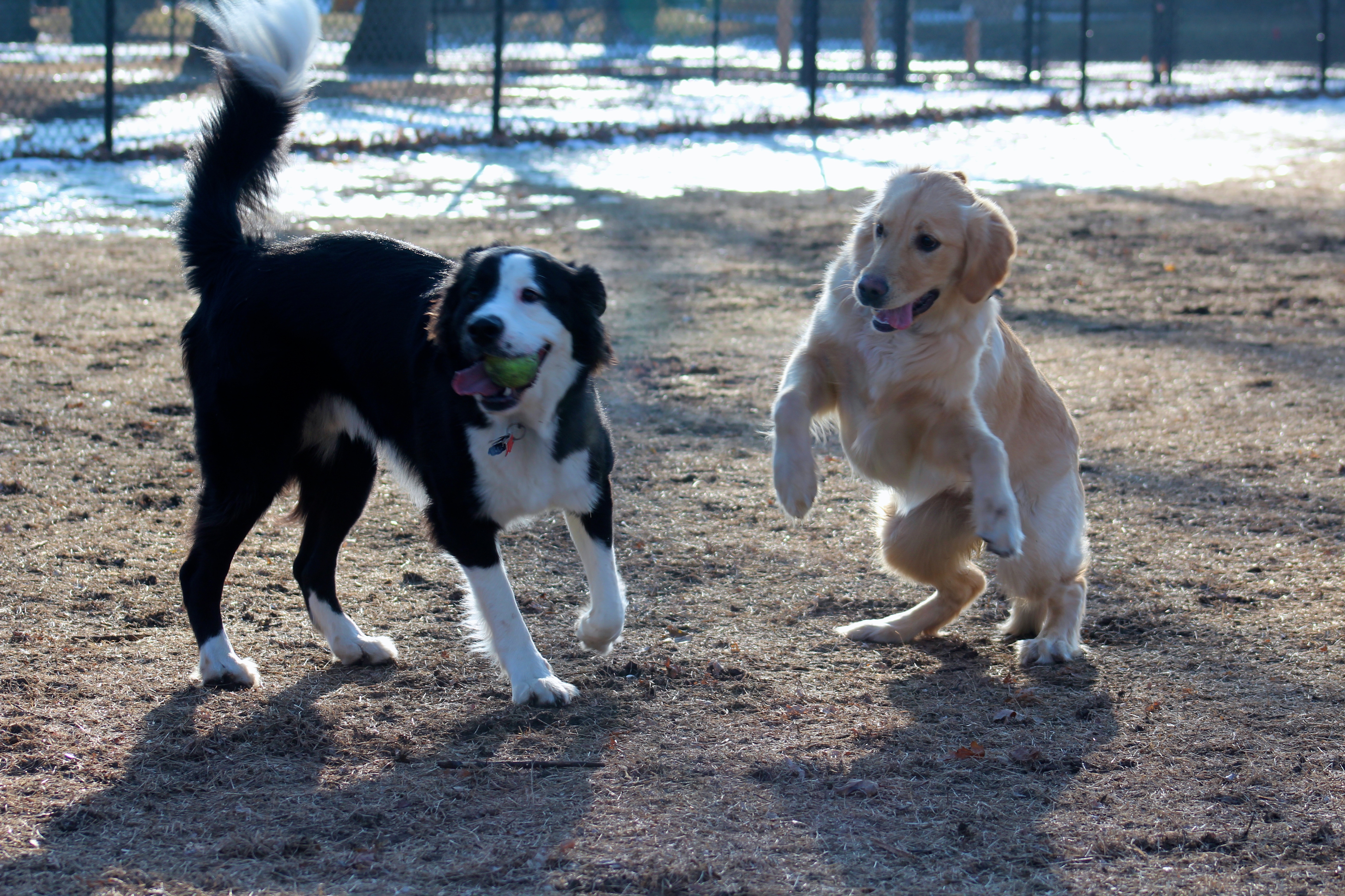 black and gold dogs playing