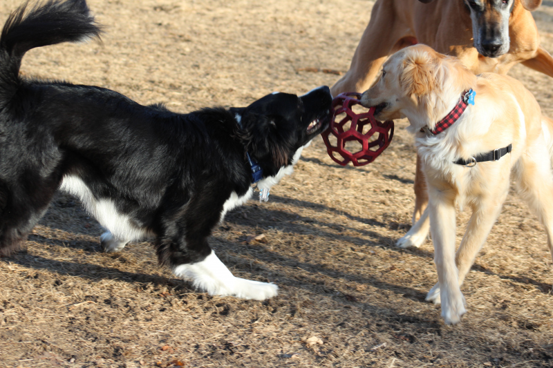black and gold dog playing together