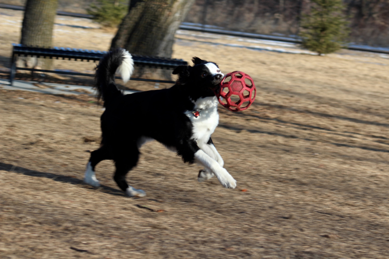 black dog catching a ball