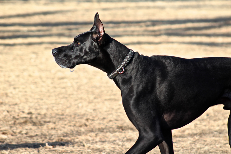 black dog running