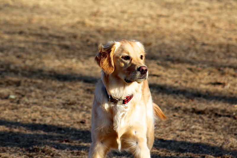 golden lab ready to catch a toy