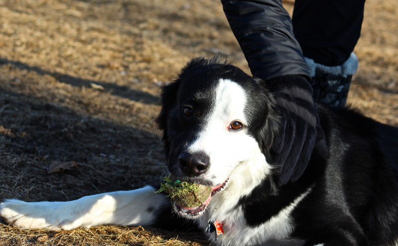 black and white dog relaxing on the grass