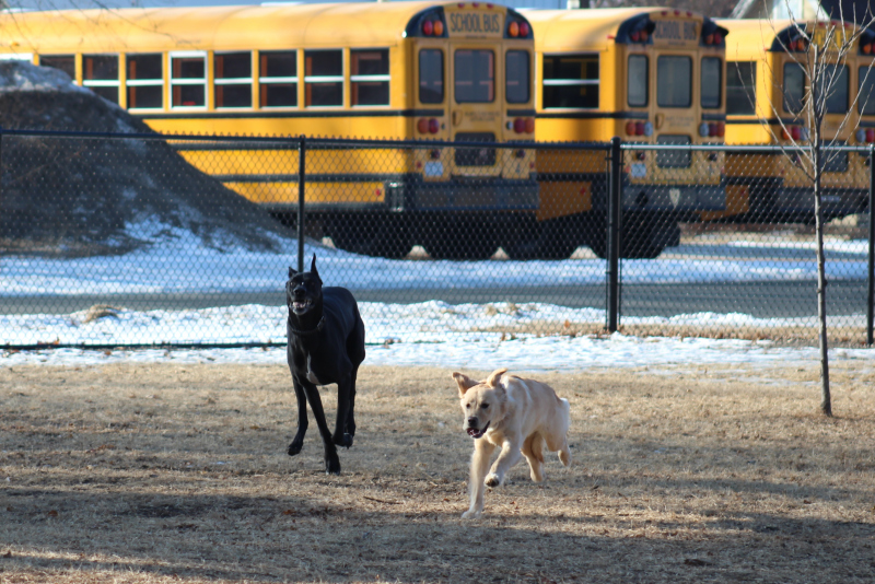 black and gold dog racing