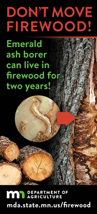 emerald ash borer can live in firewood for two years